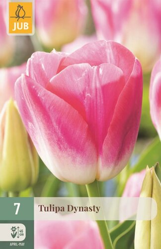 Tulp dynasty 7 bollen - afbeelding 1