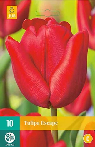 Tulp Escape 10 bollen - afbeelding 1