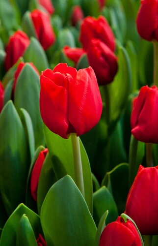 Tulp Escape 7 bollen - afbeelding 2