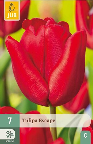 Tulp Escape 7 bollen - afbeelding 1