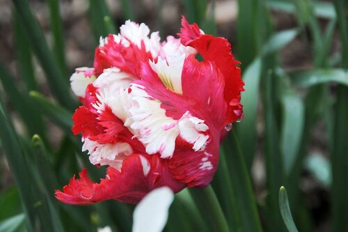 Tulp Estella Rijnveld 7 bollen - afbeelding 2