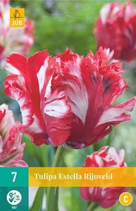 Tulp Estella Rijnveld 7 bollen - afbeelding 1