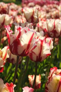 Tulp Estella Rijnveld 7 bollen - afbeelding 3