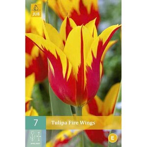 Tulp fire wings 7 bollen - afbeelding 3