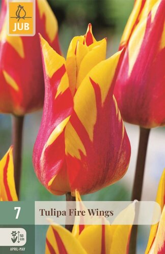 Tulp fire wings 7 bollen - afbeelding 1