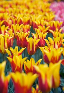 Tulp fire wings 7 bollen - afbeelding 3