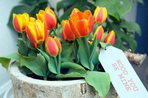 Tulp Flair 10 bollen - afbeelding 2