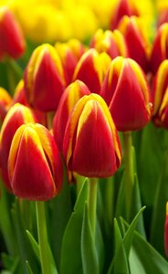 Tulp Flair 10 bollen - afbeelding 3