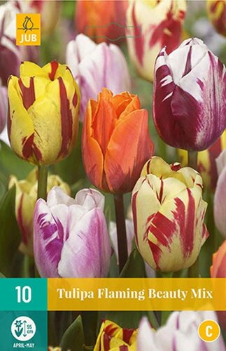 Tulp flaming beauty mix 10 bollen