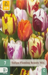 TULIPA FLAMING BEAUTY