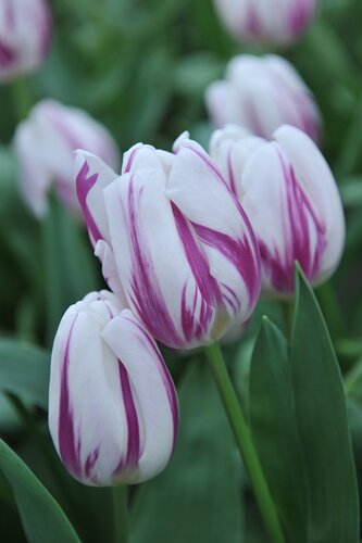 Tulp flaming beauty mix 7 bollen - afbeelding 3