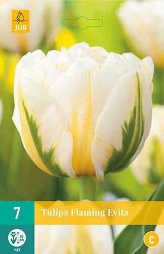 Tulp Flaming Evita 7 bollen