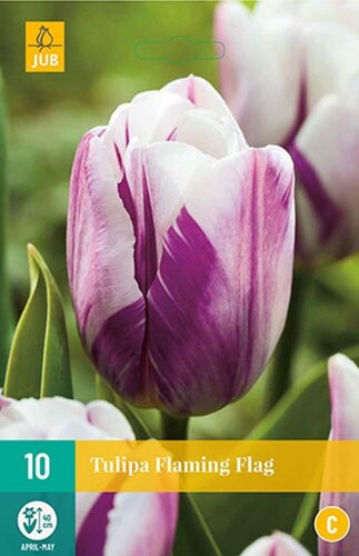 Tulp flaming flag 10 bollen - afbeelding 1