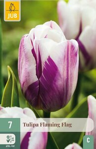 Tulp flaming flag 7 bollen - afbeelding 2