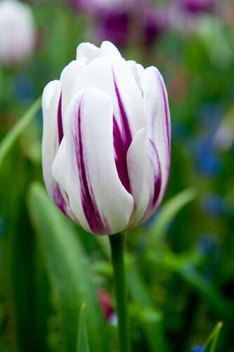 Tulp flaming flag 7 bollen - afbeelding 2