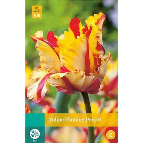 Tulp Flaming parrot 5 bollen - afbeelding 1