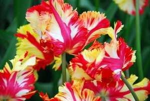 Tulp Flaming parrot 5 bollen - afbeelding 3