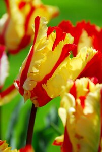Tulp Flaming parrot 5 bollen - afbeelding 2