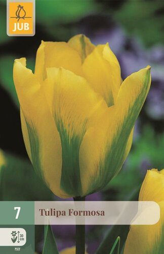 Tulp Formosa 7 bollen - afbeelding 1
