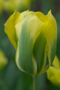 Tulp Formosa 7 bollen - afbeelding 2