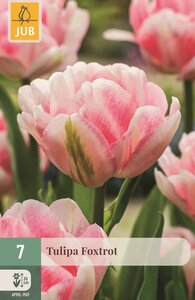 Tulp Foxtrot 7 bollen