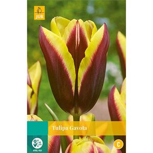 Tulp Gavota 7 bollen - afbeelding 2