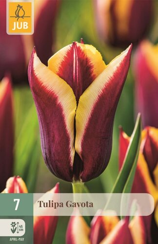 Tulp Gavota 7 bollen - afbeelding 1