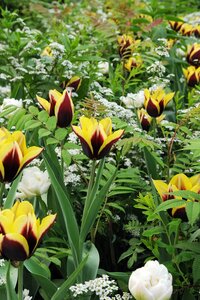 Tulp Gavota 7 bollen - afbeelding 2