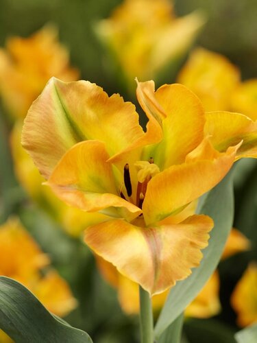 Tulp golden artist 7 bollen - afbeelding 2