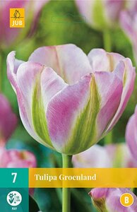 Tulp groenland 7 bollen - afbeelding 1