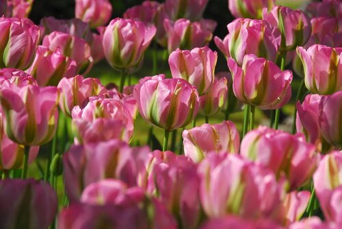 Tulp groenland 7 bollen - afbeelding 3