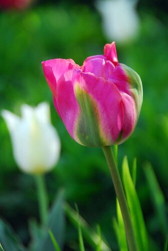 Tulp groenland 7 bollen - afbeelding 2