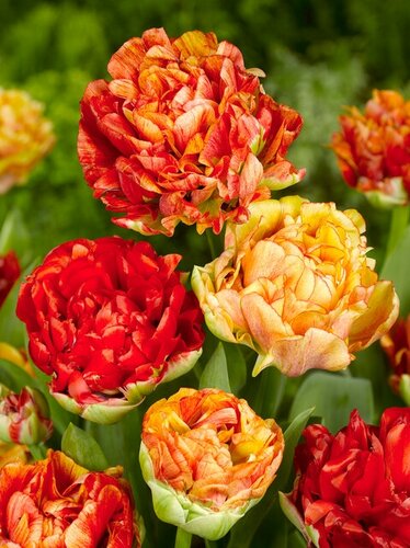Tulp gudoshnik double 15 bollen - afbeelding 2