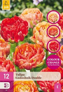 Tulp gudoshnik double 15 bollen - afbeelding 2
