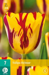 Tulp Helmar 7 bollen - afbeelding 2