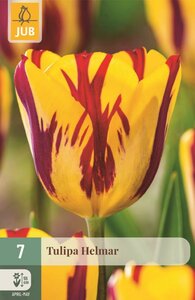 Tulp Helmar 7 bollen - afbeelding 1
