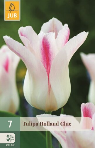 Tulp Holland chic 7 bollen - afbeelding 1
