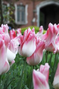 Tulp Holland chic 7 bollen - afbeelding 2