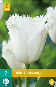 Tulp Honeymoon 7 bollen - afbeelding 3