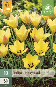 HONKY TONK TULIPA
