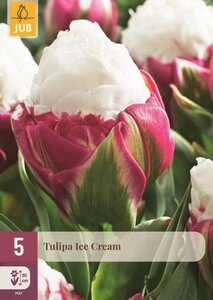 Tulp Ice Cream 5 bollen - afbeelding 1
