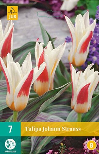 Tulp Johann Strauss 7 bollen - afbeelding 1