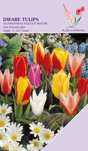 Tulp Kaufmanniana Mix 15 bollen