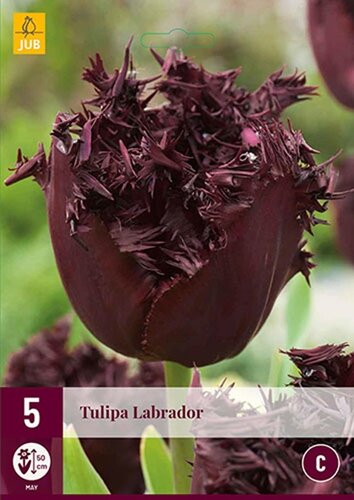 Tulp Labrador 5 bollen - afbeelding 1