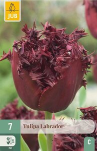 Tulp labrador 7 tulpenbollen - afbeelding 1