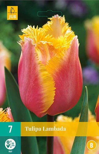 Tulp Lambada 7 bollen - afbeelding 1