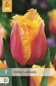 Tulp Lambada 7 bollen