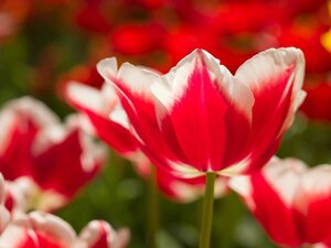 Tulp leen van der mark 10 bollen - afbeelding 2