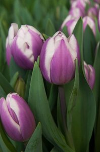 Tulp Librije 7 bollen - afbeelding 2