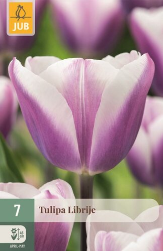 Tulp Librije 7 bollen - afbeelding 1